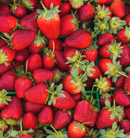 Strawberry Swirl - Body Butter Souffle